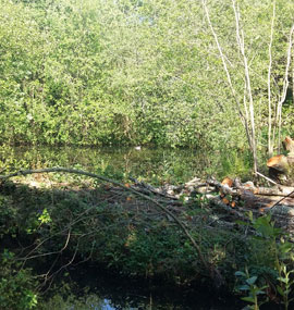 Green Waste Recycling | Green Waste Disposal | Garden Waste Recycling | Commercial |  Garden Waste Disposal |  | Garden Waste Recycling | Garden Waste Disposal | Plymouth | Saltash | Cornwall and Devon